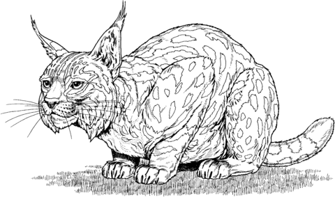 Spanish Lynx Coloring Page